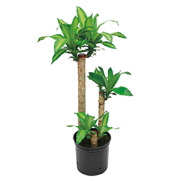 Indoor Plants - The Home Depot